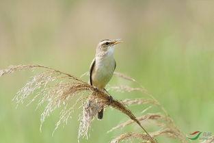 苇莺的叫声视频,自然界的和谐旋律