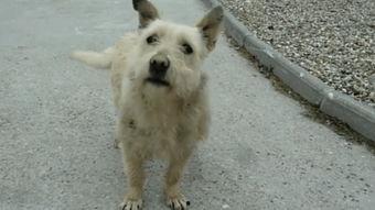 人和狗交配视频